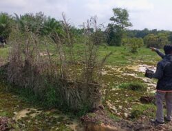 Sudah Menahun Sawah Tercemar Limbah Pabrik Sawit, Petani Minta Pemerintah Bertindak