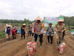 Program 1 Juta Hektare Jagung, Pj Bupati Tebo dan -Kapolres Tanam Perdana Serentak