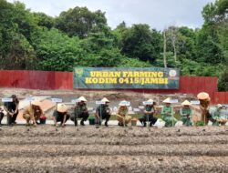 Danrem 042/Gapu Tinjau Urban Farming Kodim 0415/Jambi, Dorong Ketahanan Pangan Kota.